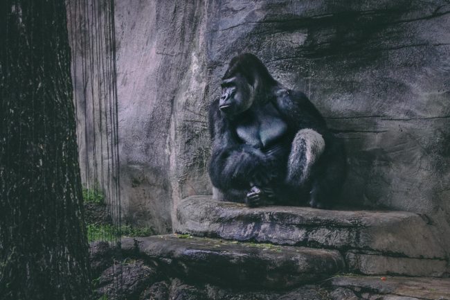 Gorilla sitzt an einer Steinwand