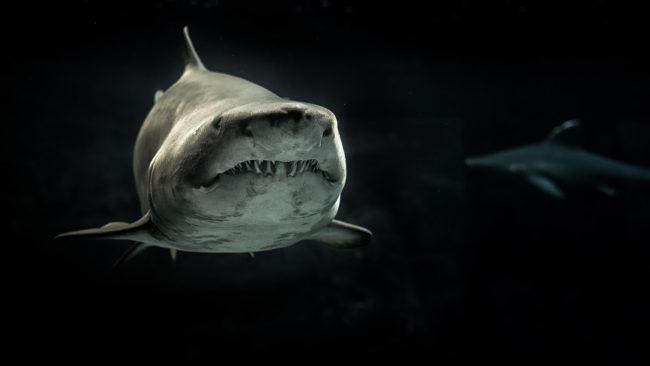 Weißer Hai in dunklem Wasser